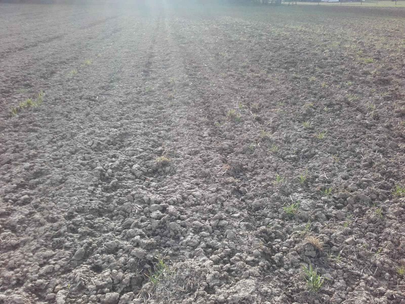 2018-04-03 Ackerbohnen 3.jpg