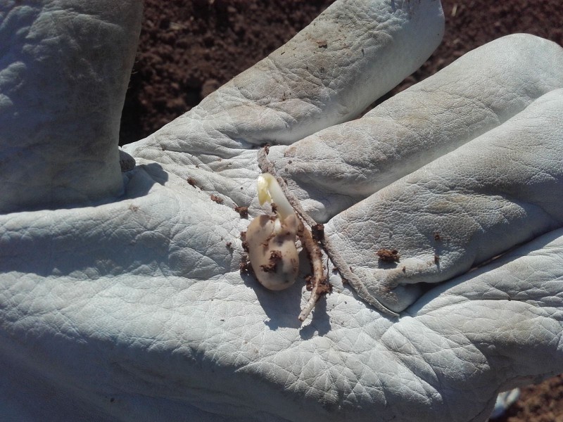 2018-04-17 Ackerbohne.jpg