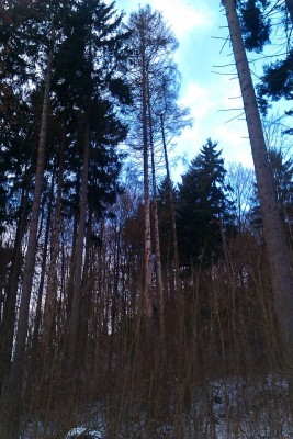 Rücken 16.02.2013a.jpg