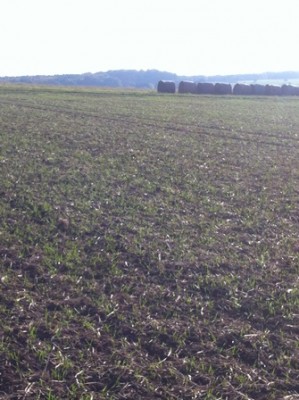 Gemulcht, Tobak Stoppelweizen, keine Bodenbearbeitung.JPG