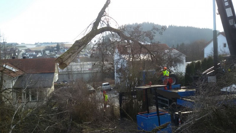 006 Problemfällung.jpg