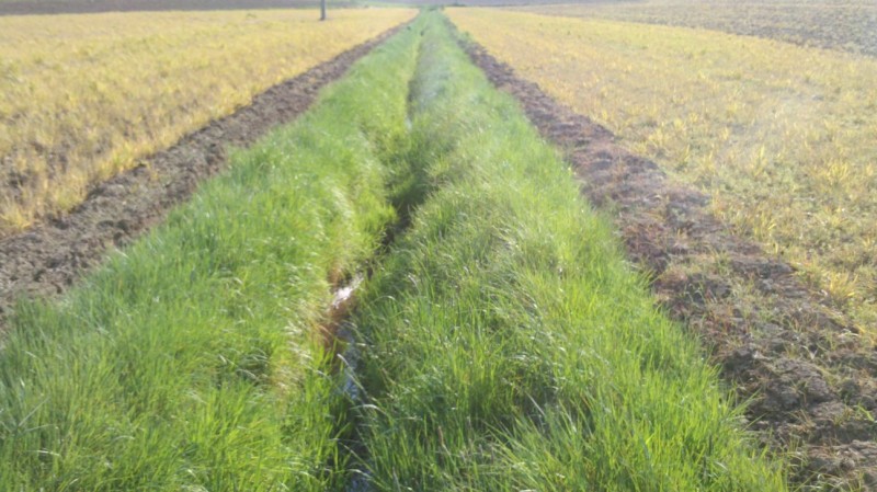 Mais 2014-04-24 3.jpg