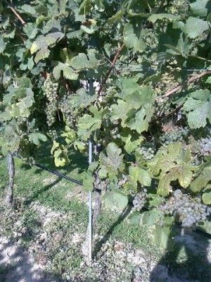 Foto0059 (Klein).jpg