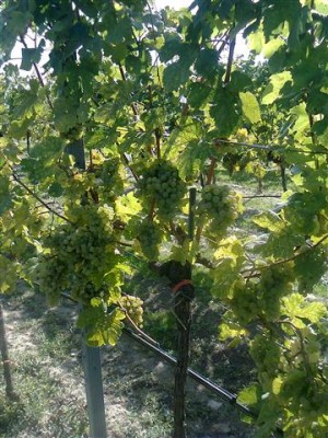 Foto0061 (Klein).jpg
