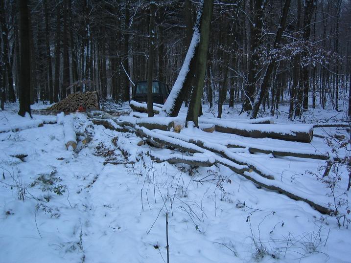 holz.JPG