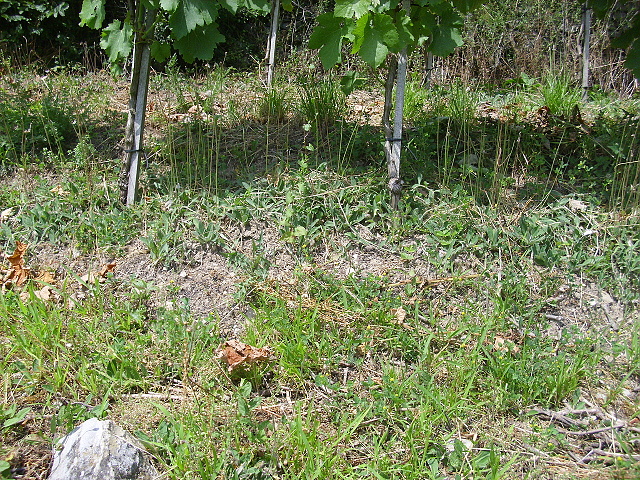 DSCI0766.JPG