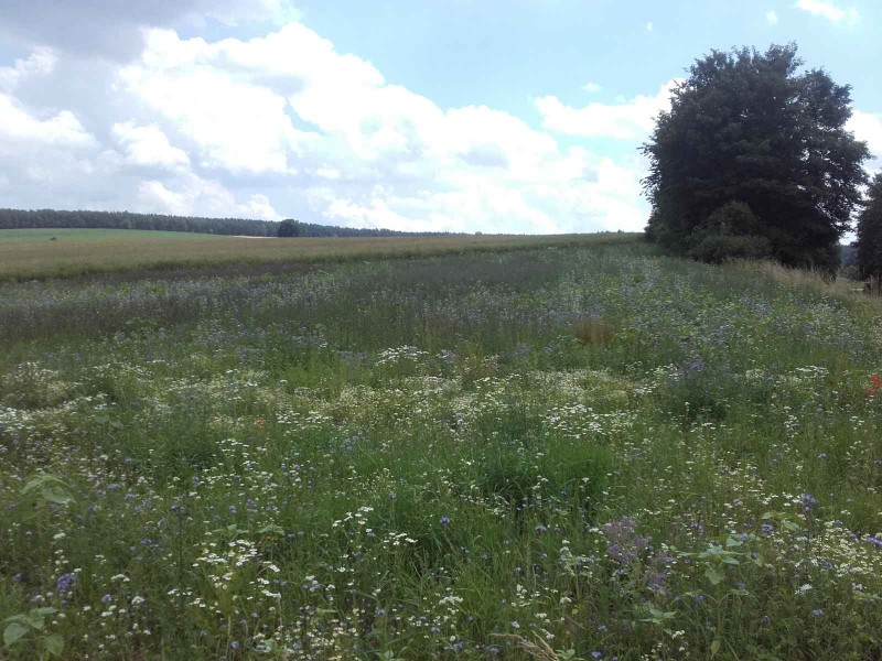 2016-07-01_Blühfläche[1].jpg