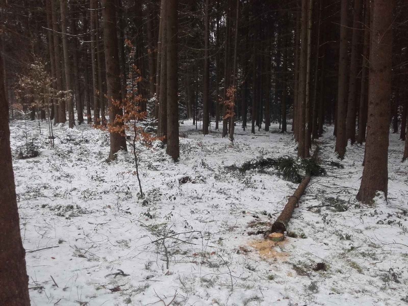 2018-02-10 Buchen schützen 5.jpg