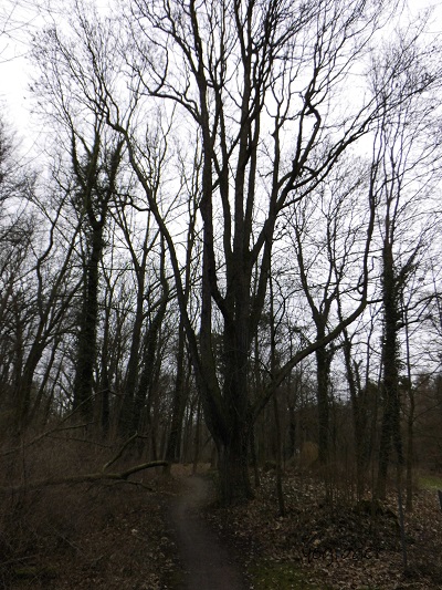 Quercus macranthera.jpg