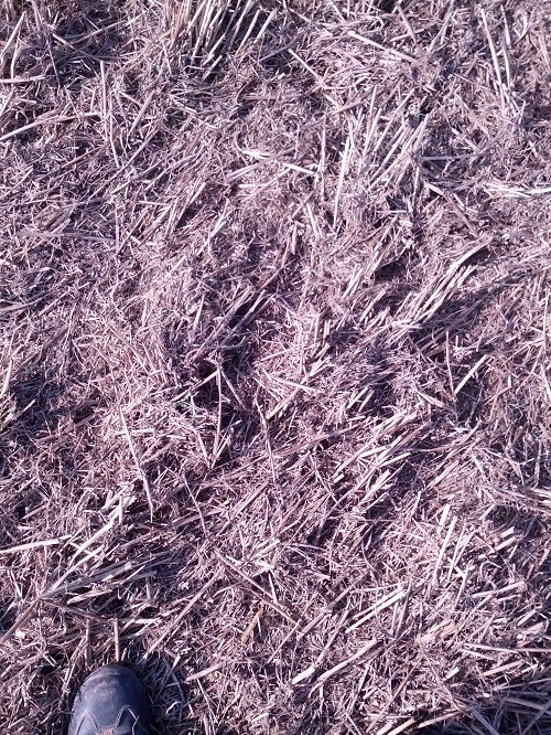 Claydon Striegel.jpg