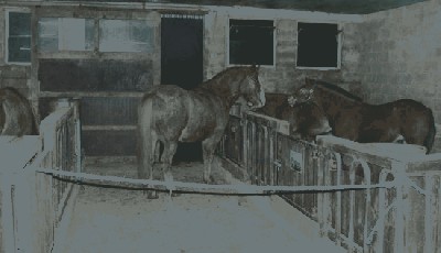 Erstes Beschnuppern.jpg