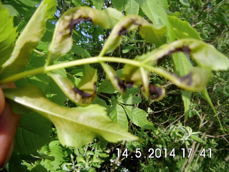 Eschentriebsterben Blatt.jpg