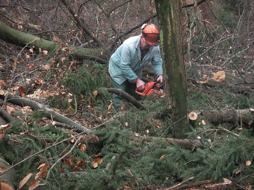 Waldarbeit und Landschaft Jan-Feb2011 023.JPG