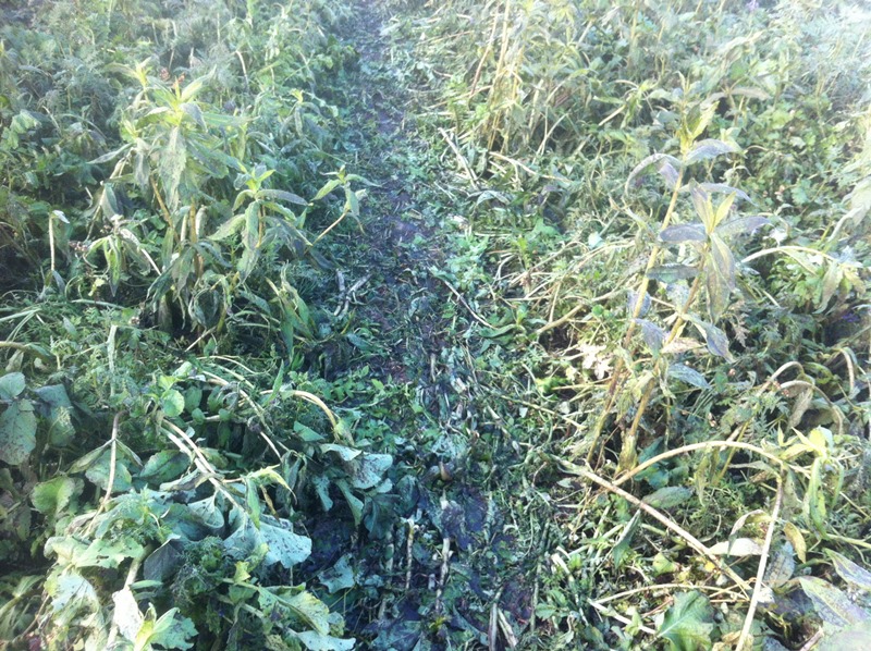 Bilder 17.10 005.JPG