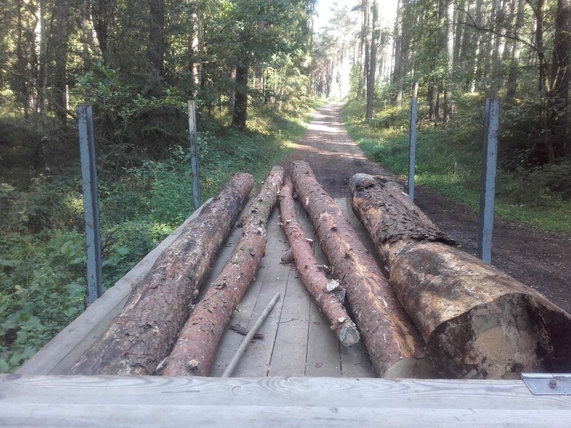2018-09-08 Ein Baum.jpg