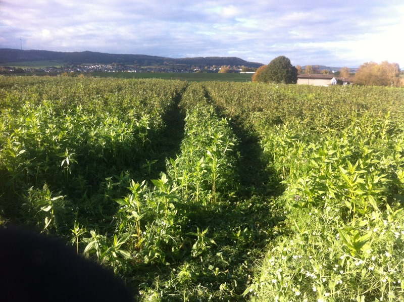 Bilder 17.10 003.JPG