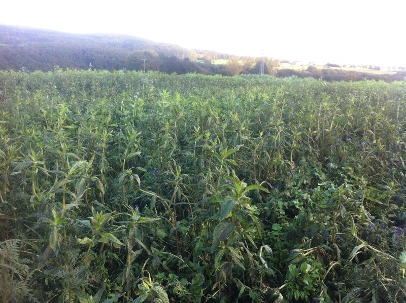 Bilder 17.10 007.JPG