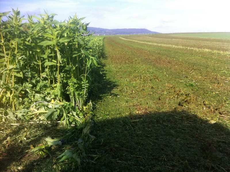 18.10.2014 Aussaat .JPG