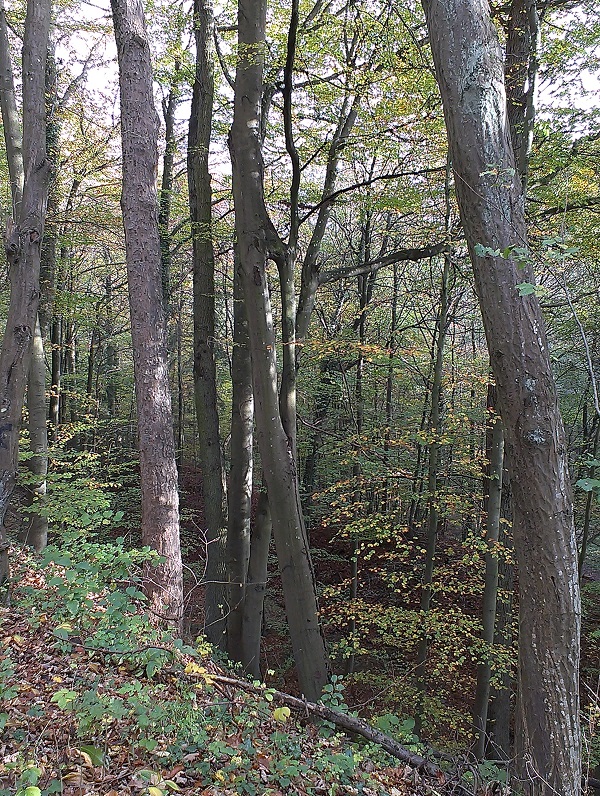 2014-10-26 15.04.24.jpg