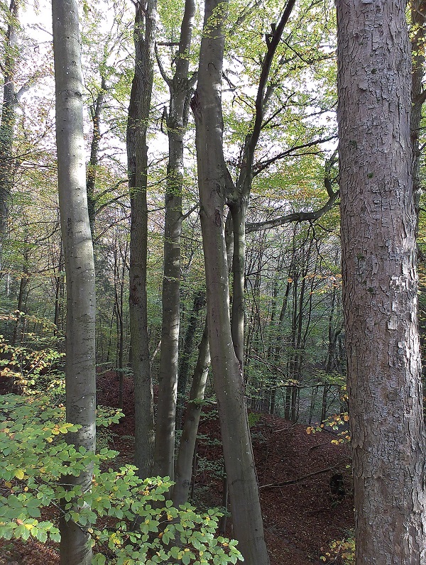 2014-10-26 15.04.55.jpg