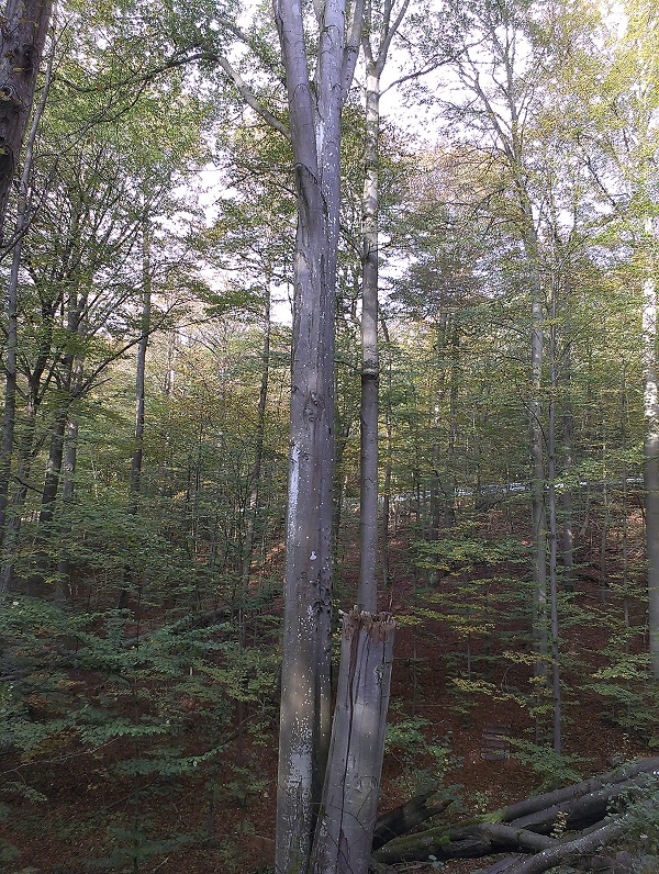 2014-10-26 15.05.38.jpg