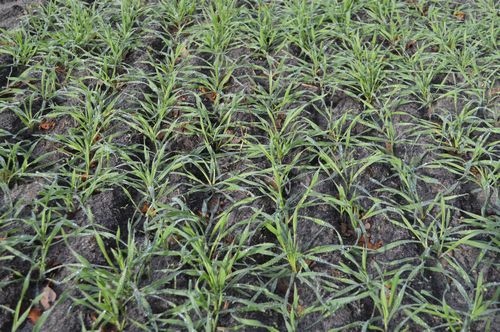 tn_Roggen 30.10 (1).JPG