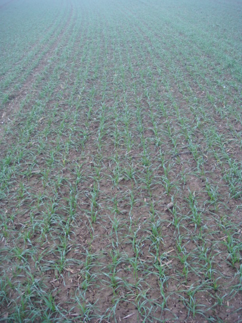 Kerubino Saat 9.10 240kgha.JPG