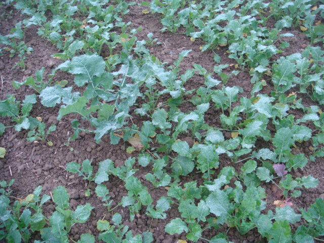 Rapsumbruch mit Altpflanze.JPG