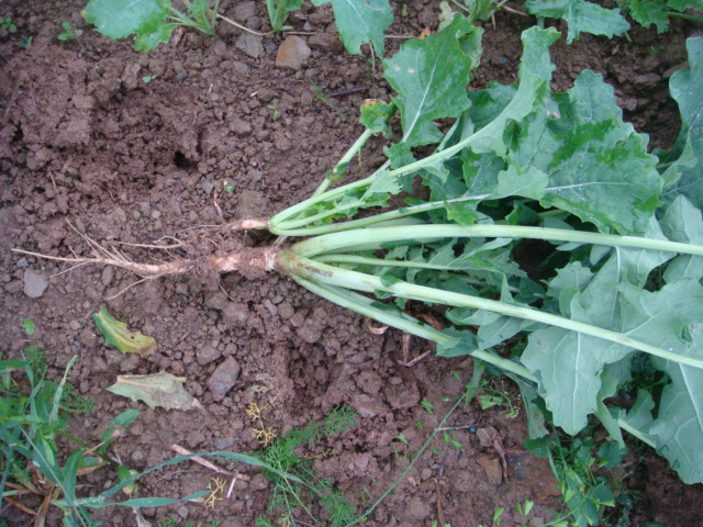 Raps Größenvergleich im Umbruchfeld .JPG