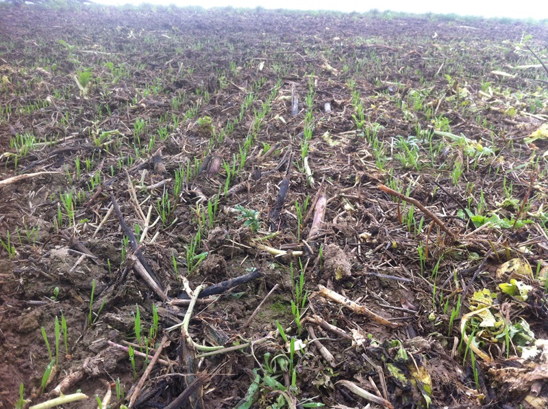 1.11.2014 W.Weizen 2. Stoppelweizen.JPG