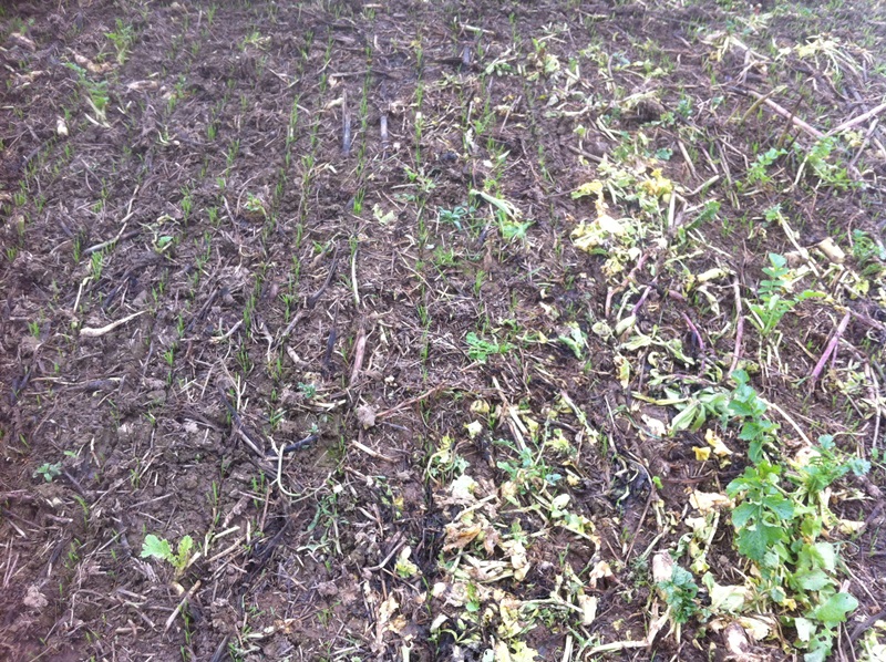 1.11.2014 W.Weizen Nahaufnahme .JPG