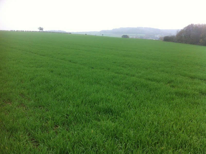 15.11.2014 Tonic.JPG