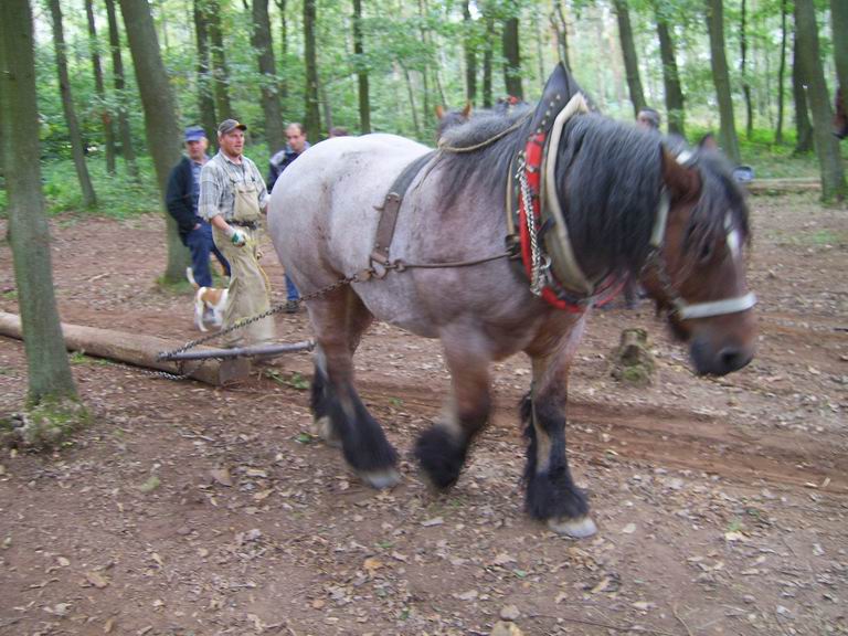 Resize of SV103973.JPG