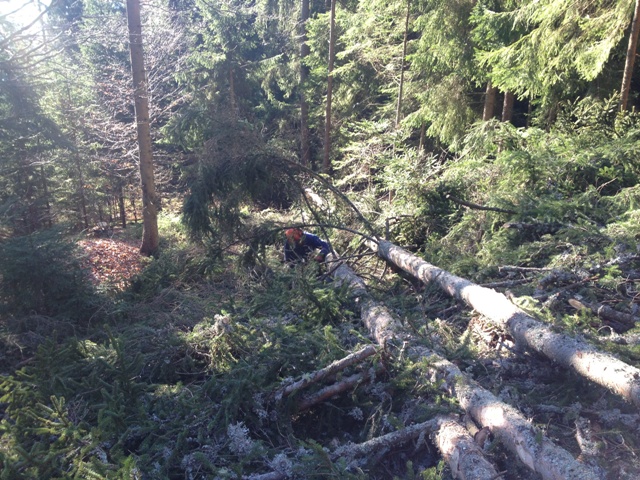 Wald4.jpg