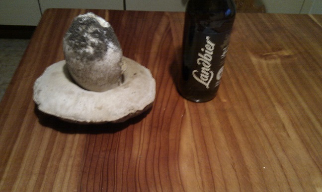 Dezemberschwammerl 1.jpg