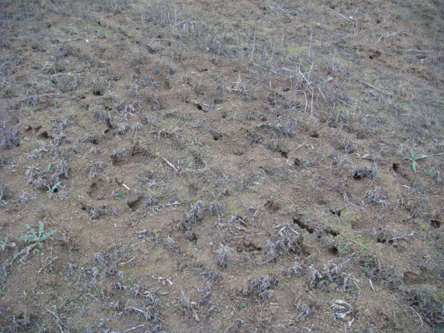 Suchbild Mäuselöcher.JPG