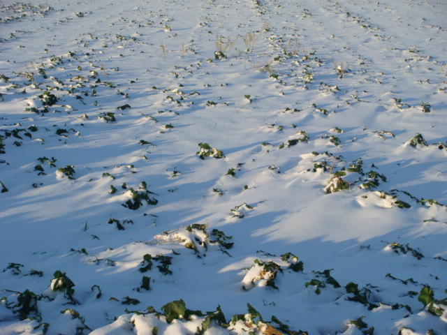Winis Pflugraps und Hellerkraut im Winterschnee.JPG
