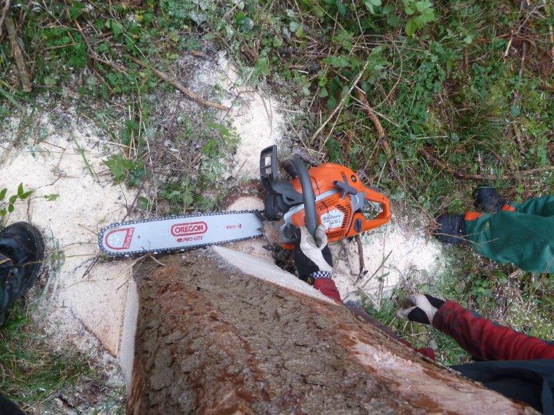 P1070691 Fällrichtung festlegen.jpg