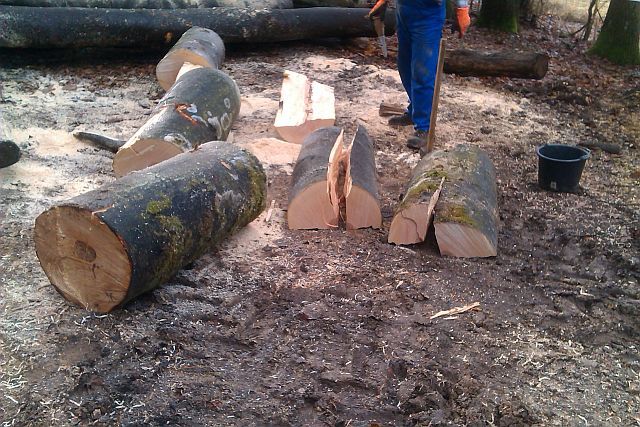 Buchen spalten 1.jpg