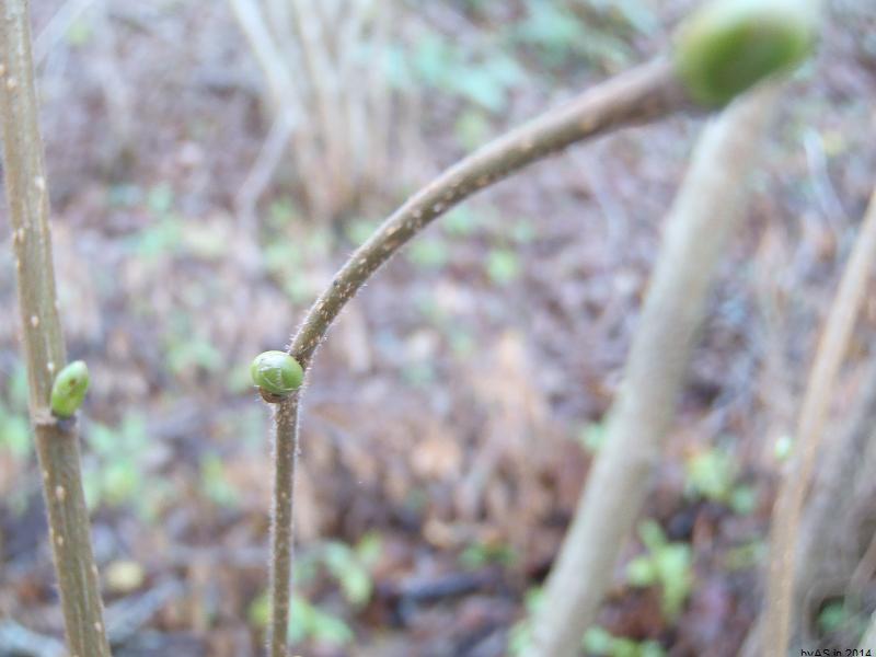 Gruene_Knospen_an_Haselnussstaude_Mitte_November_PB160643_50.JPG