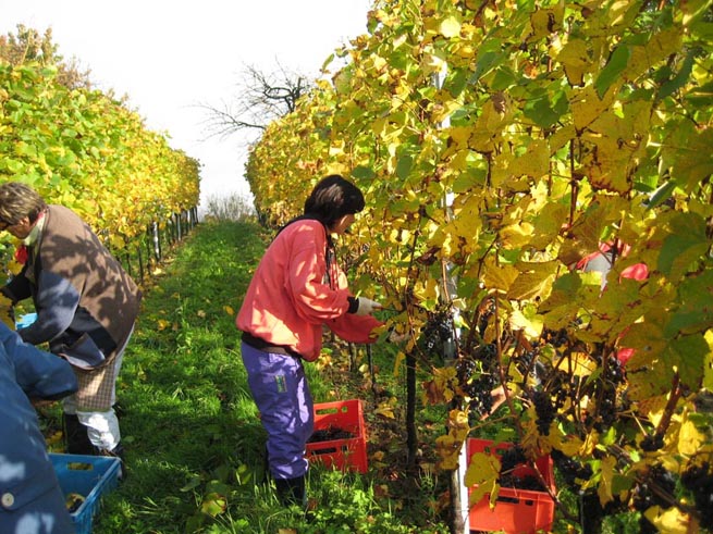 Spätburgunderlese.jpg