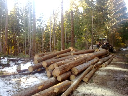 wald2.jpg