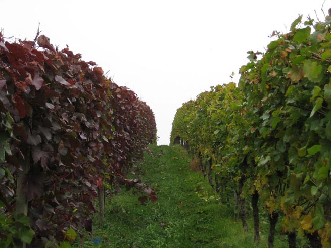 Mitos & Burgunder.jpg