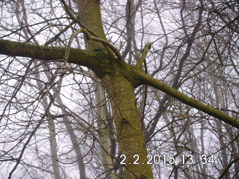 Landtreff Baum Holland1.jpg