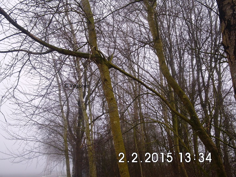 Landtreff Baum Holland2.jpg