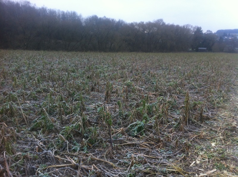 Mulchen Terra Gold 9 (3).JPG