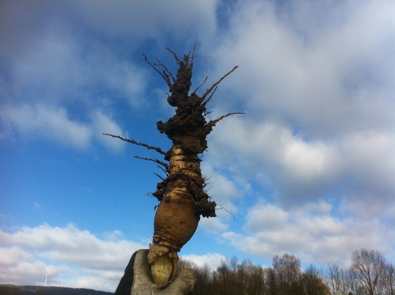 Wurzelwerk Tiefenrettich 3.JPG