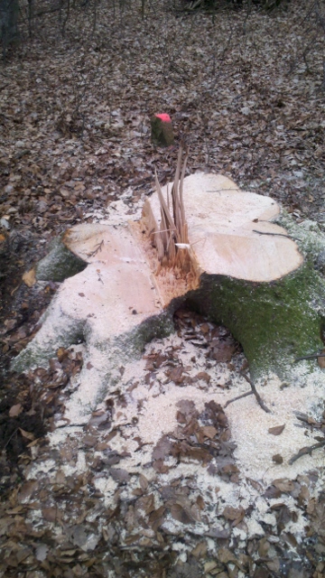 2015-02-21_11-58-35_569 (360x640).jpg