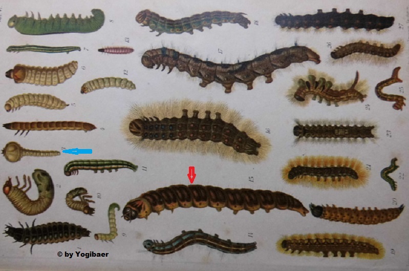 Larven, Weidenbohrer.jpg