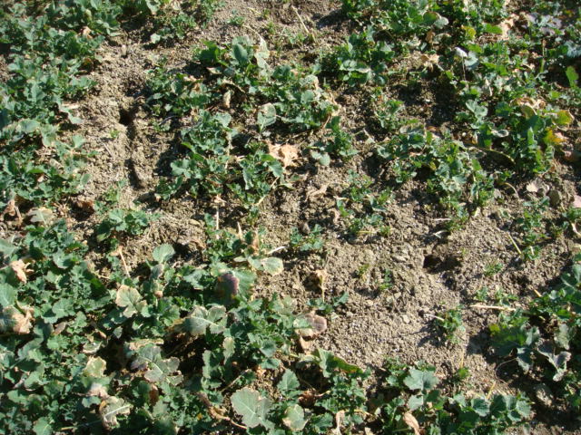 Mäuseschaden Raps 20.3.2014.jpg